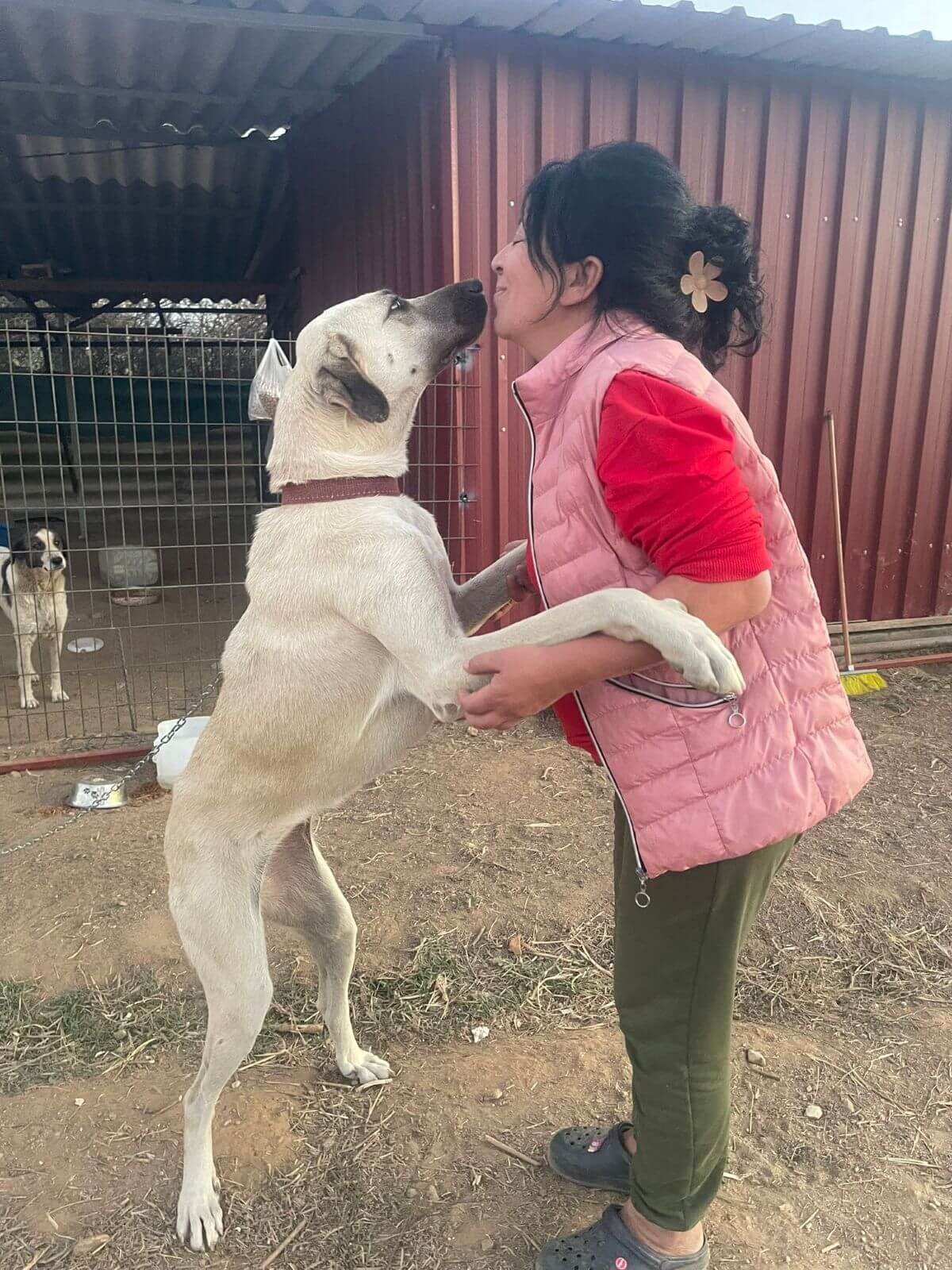 Opvangcentra zoals Save the Pawties maken het verschil voor de honden in Turkije