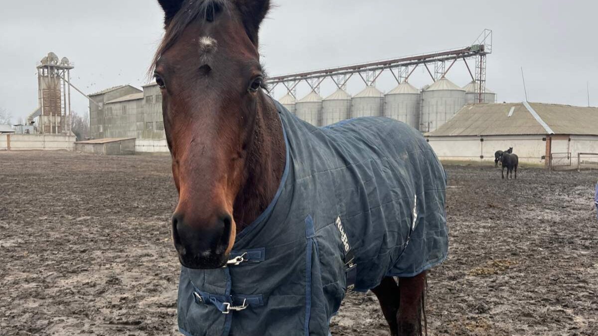 Hulp uit Nederland bereikt dieren in ijzig Oekraïne