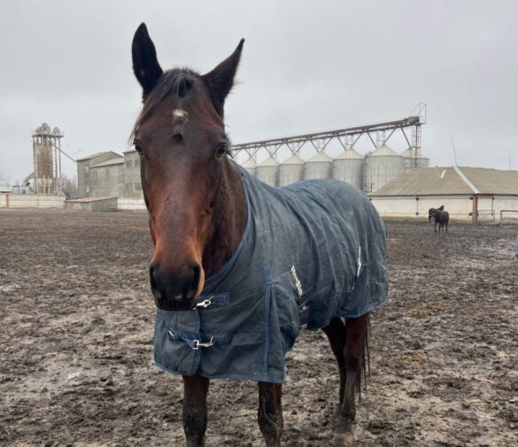 Hulp uit Nederland bereikt dieren in ijzig Oekraïne