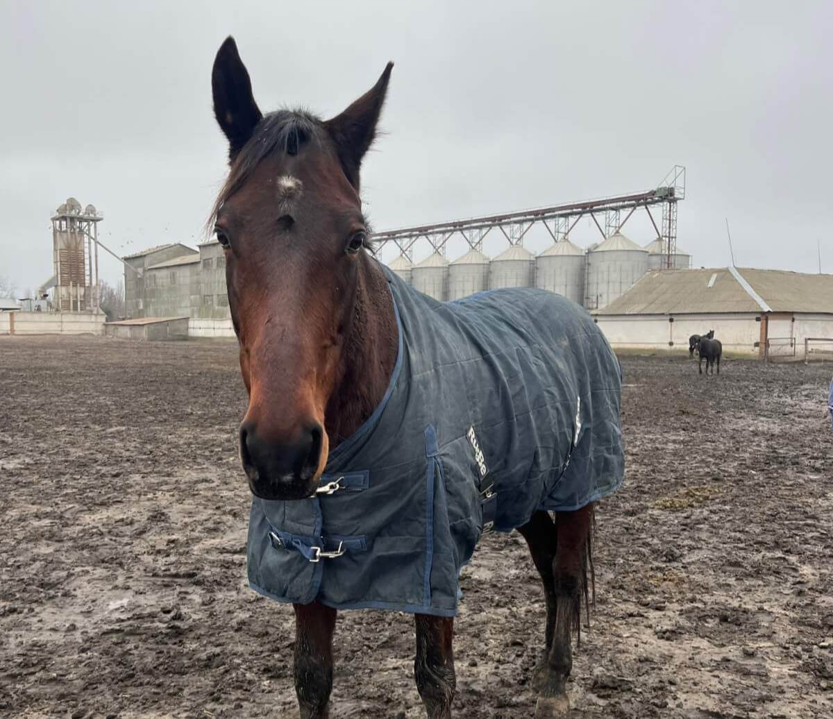 Hulp uit Nederland bereikt dieren in ijzig Oekraïne
