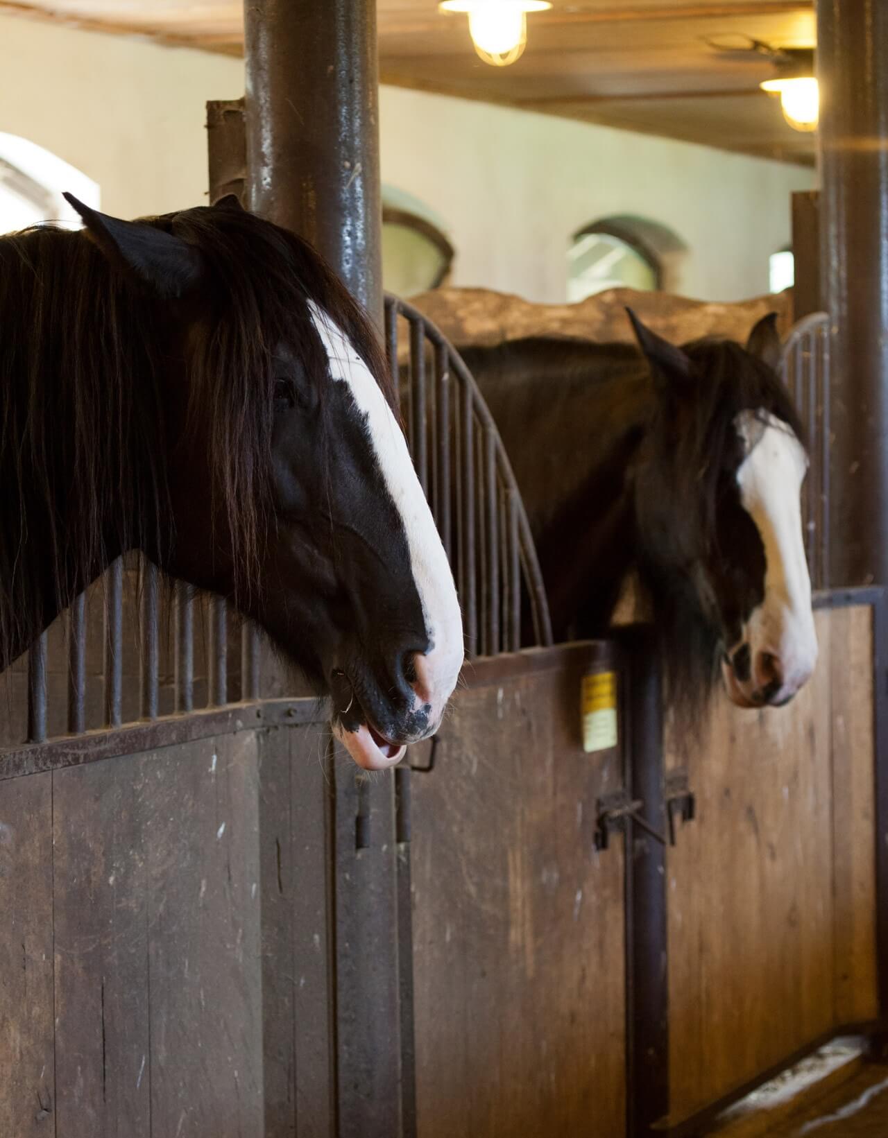 Eenzame hengsten ervaren veel stress