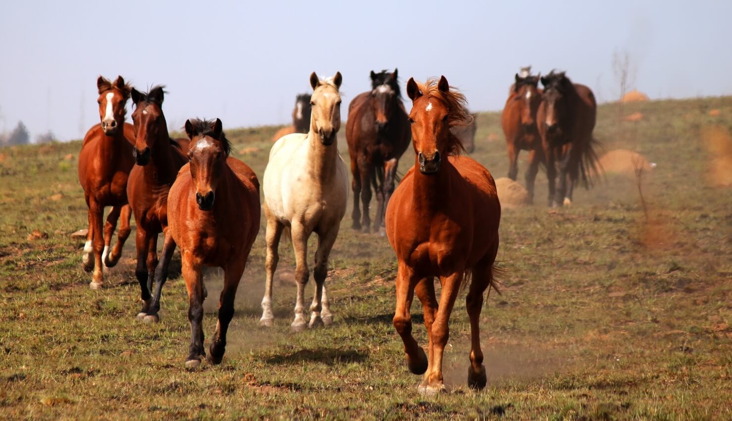 Verbod op paardenvlees in Italië lijkt aanstaande
