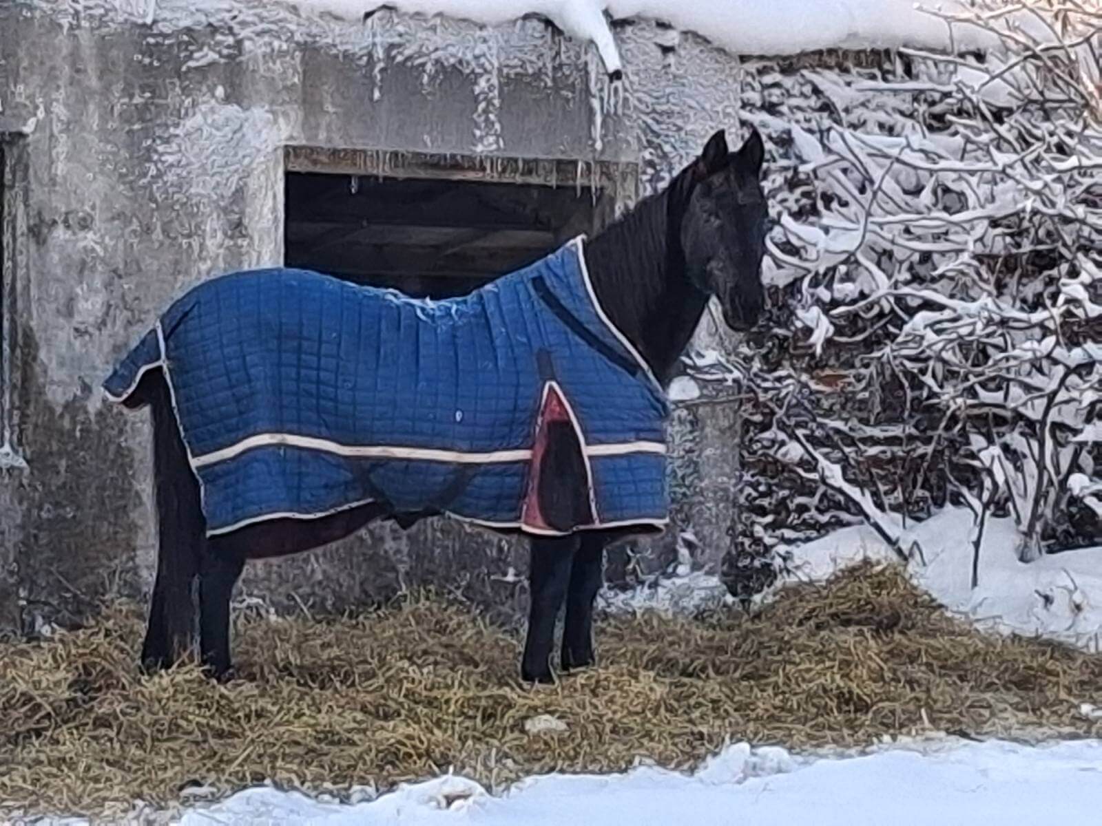 Het is erg koud in Oekraïne, de paardendekens worden goed gebruikt!