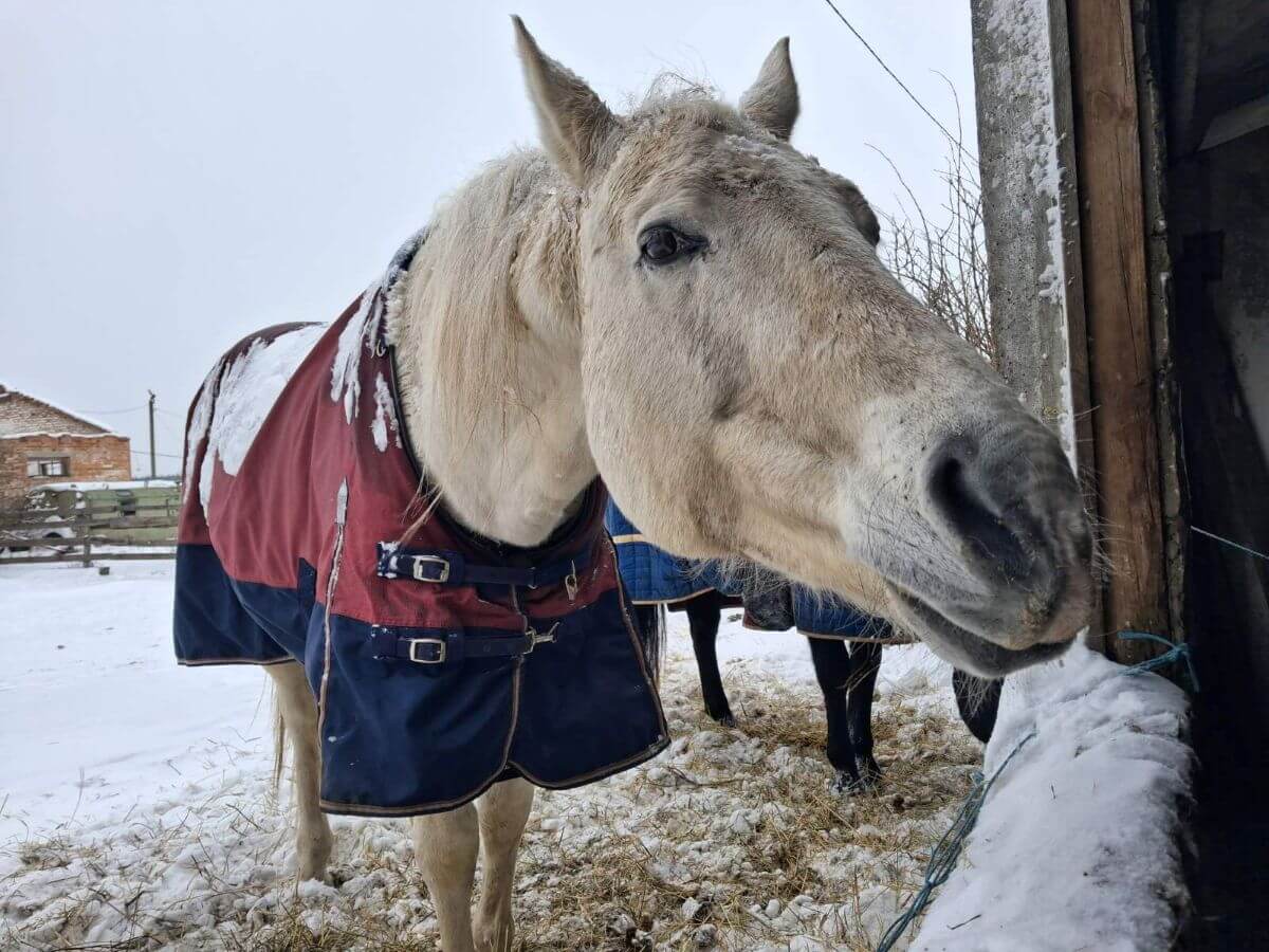 Paard met een paardendeken in ijzig Oekraïne 