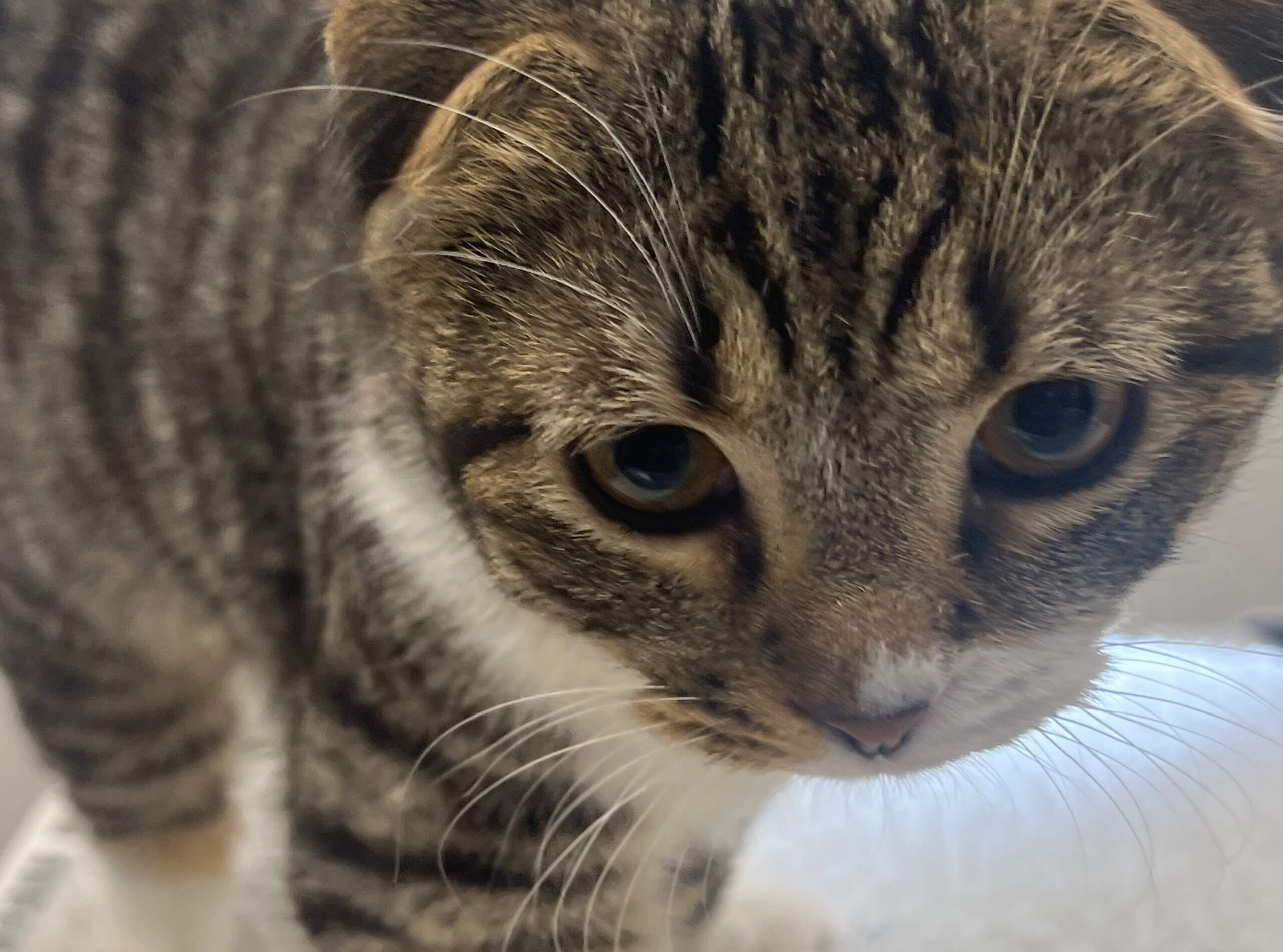 Karen’s blog: Dodelijke werkinstructie van de Dierenbescherming