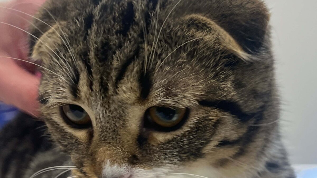 Ophef Dierenbescherming na euthanasie-instructie Scottish Folds