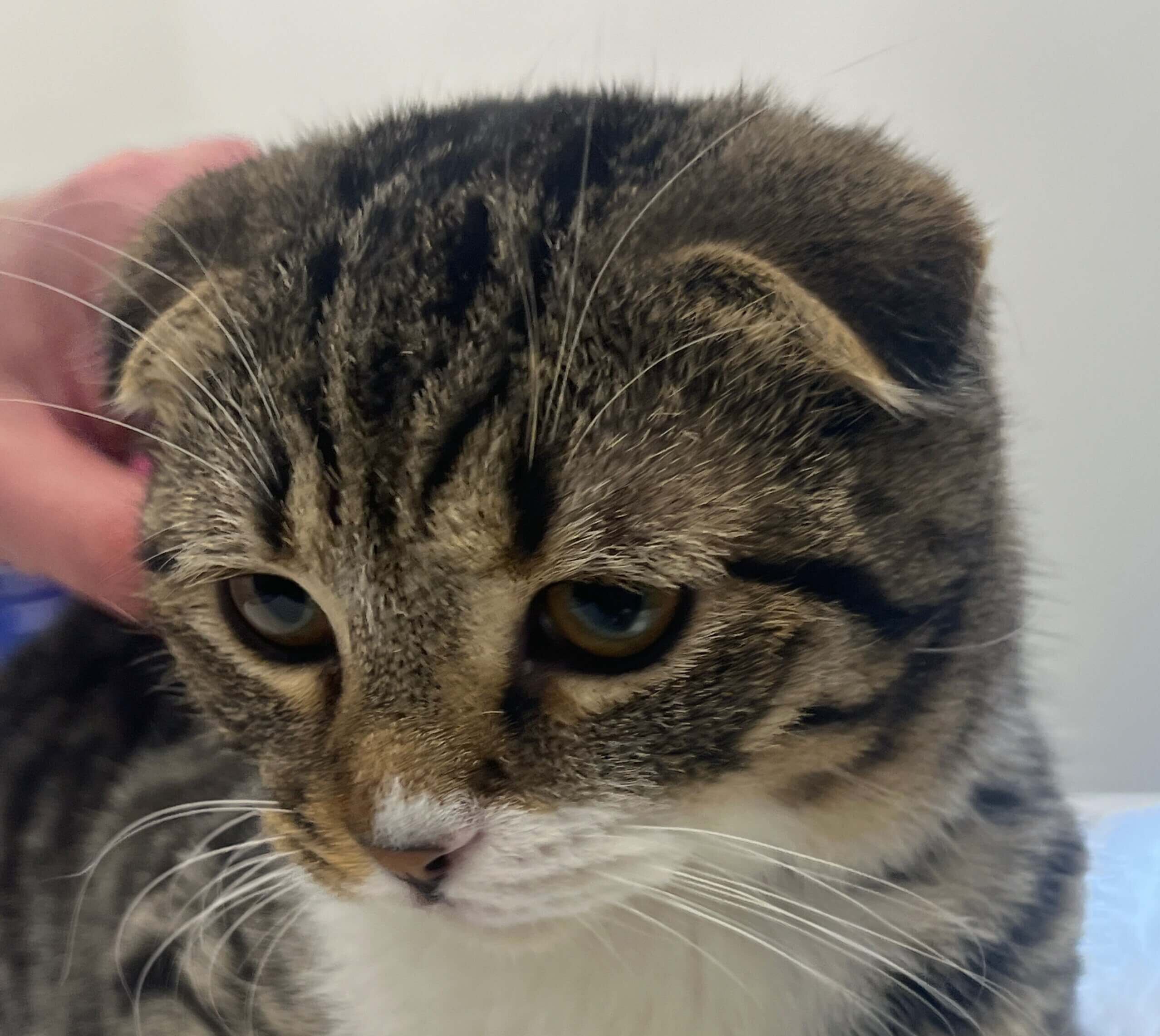 Ophef Dierenbescherming na euthanasie-instructie Scottish Folds