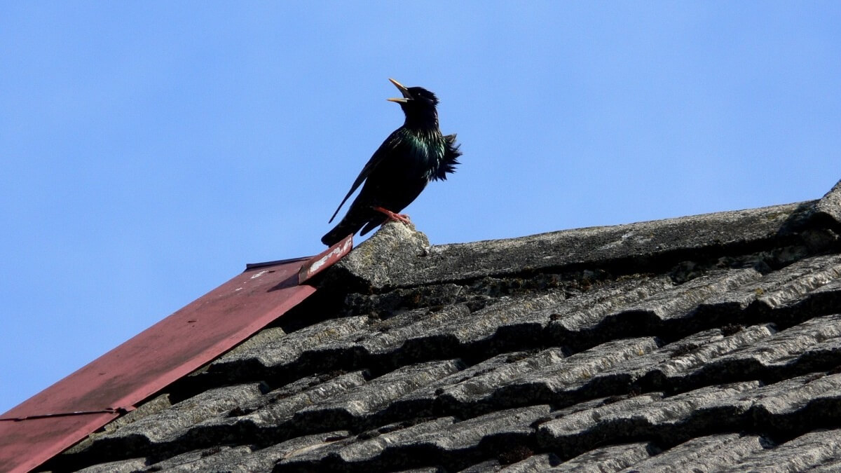 Vogelzang maakt gelukkig
