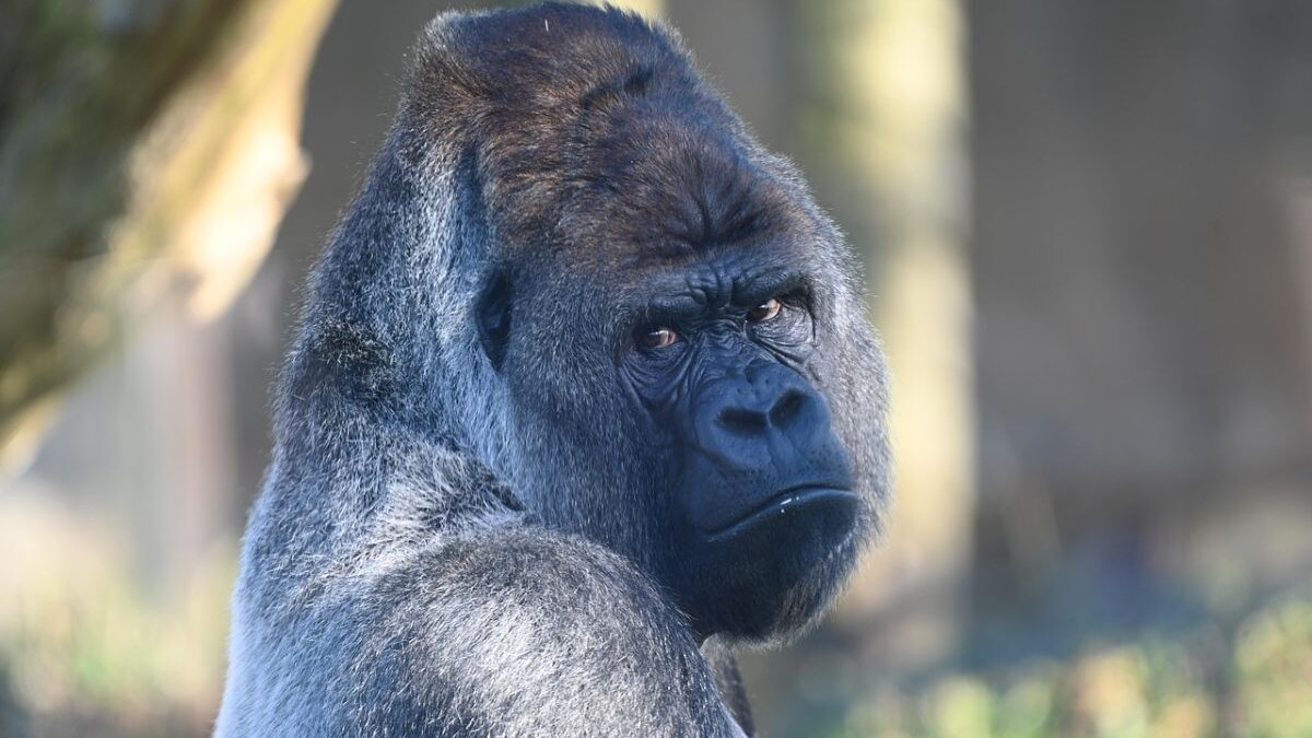 10 gorillaschedels in beslag genomen bij de kust van Kameroen