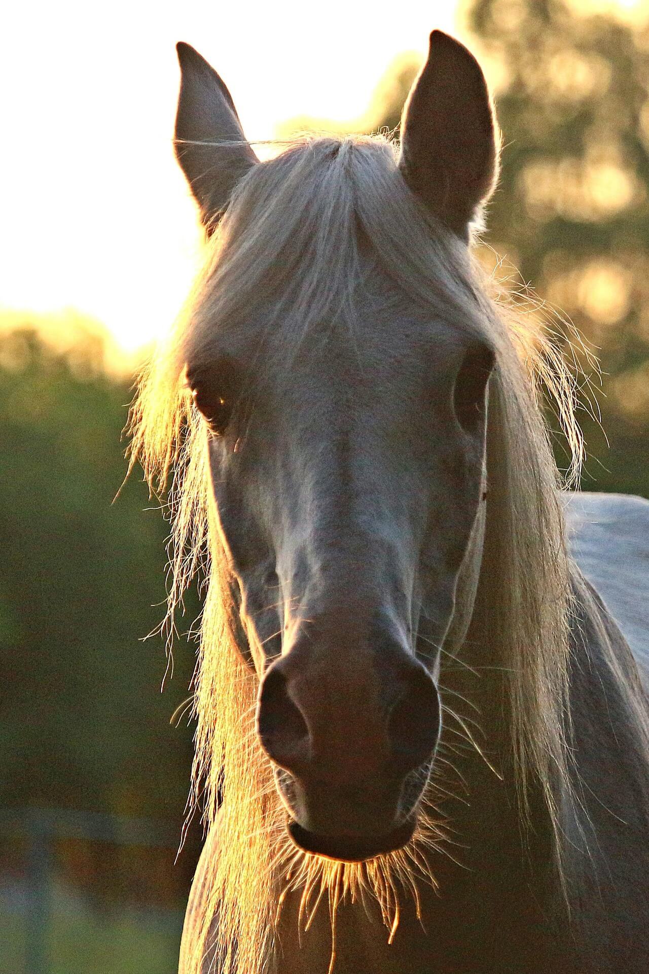 Heeft je paard pijn?