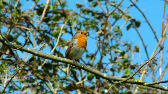 Vogelzang maakt gelukkig