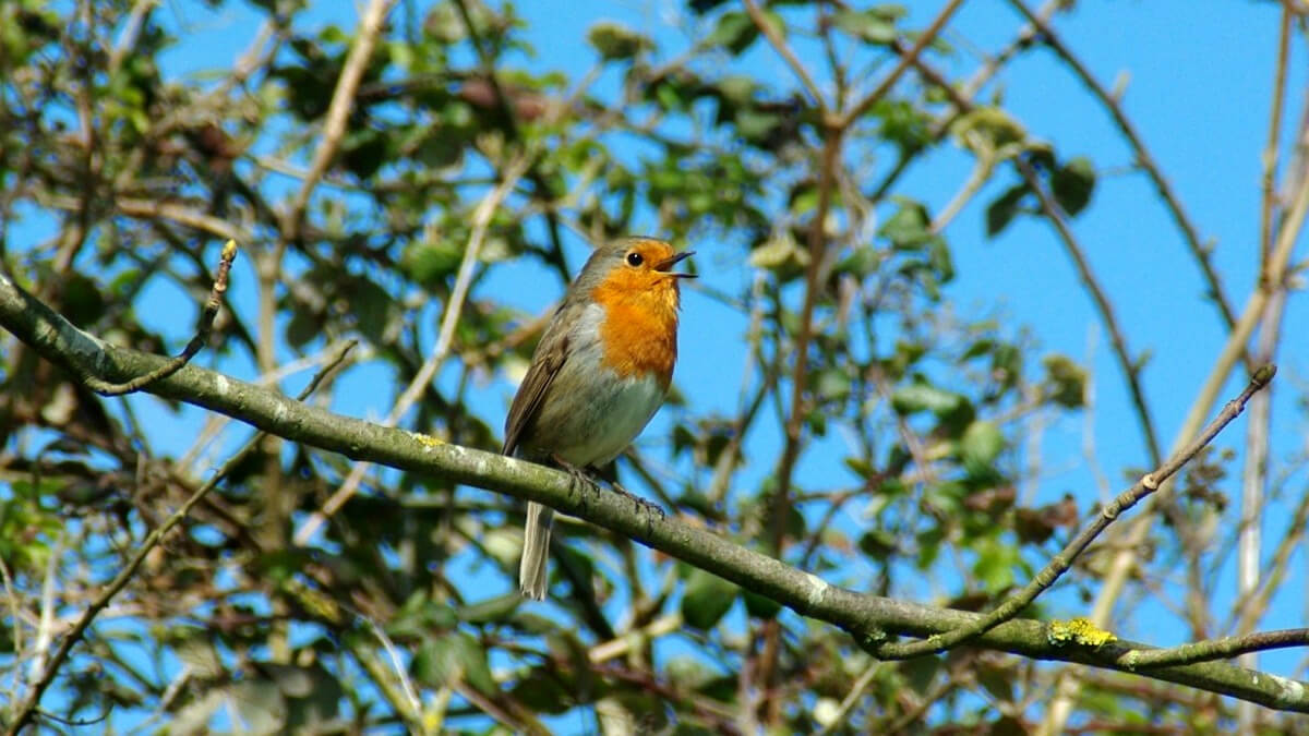 Vogelzang maakt gelukkig