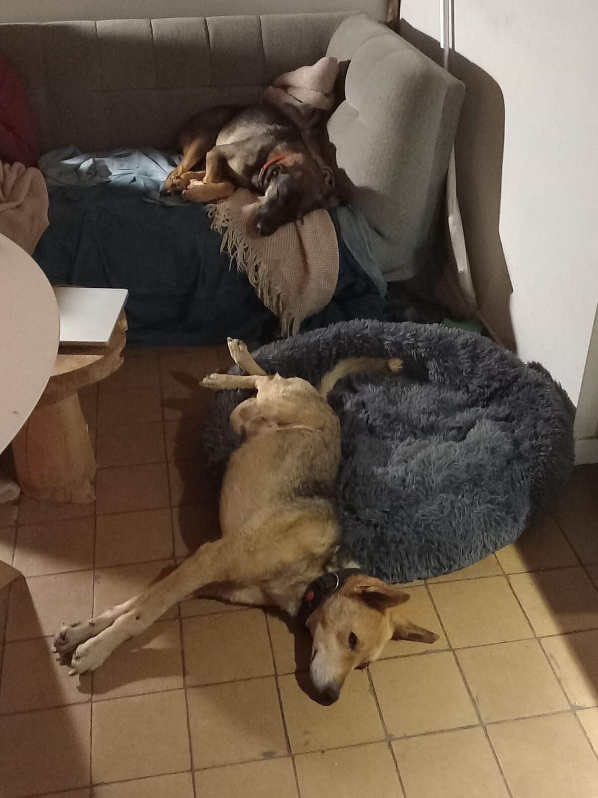 Benji ligt half op zijn mand, half op de grond | Foto: Lotte van Leeuwen