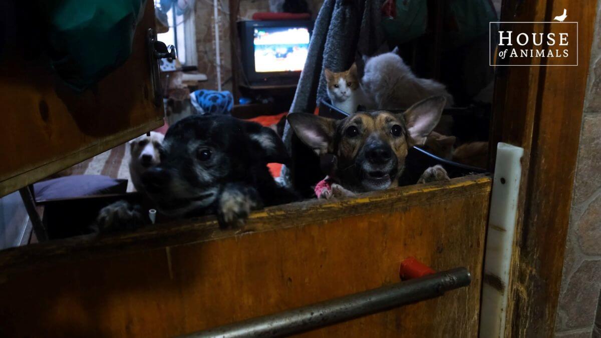 Angel zorgt voor meer dan 110 dieren in haar thuisasiel