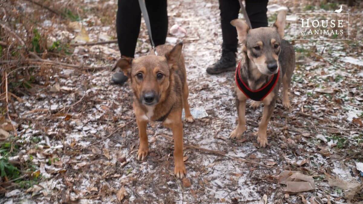 Een strakke dagplanning is nodig om de meer dan 110 dieren te verzorgen