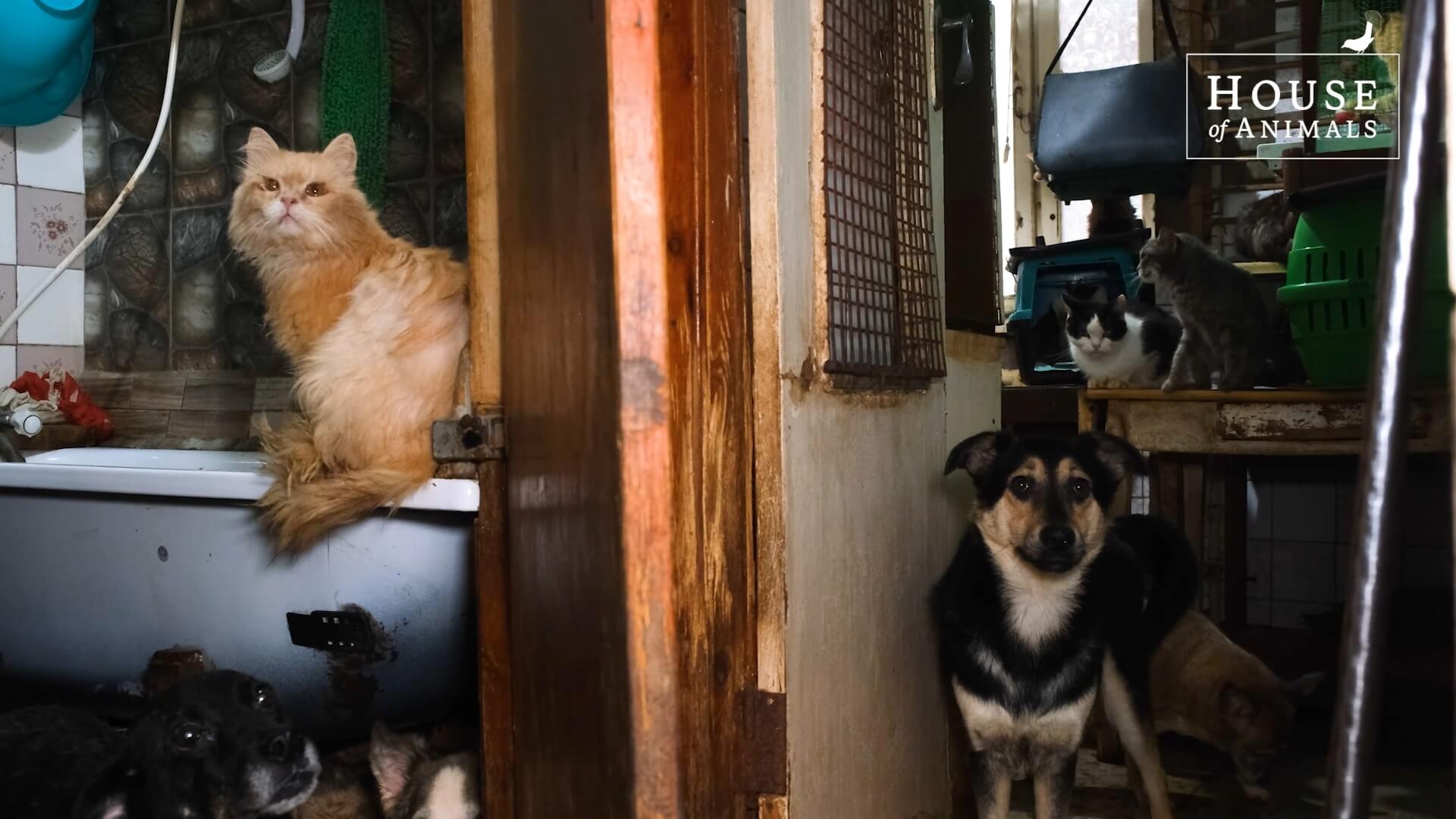 Vier jaar oorlogsdieren helpen dankzij onze donateurs