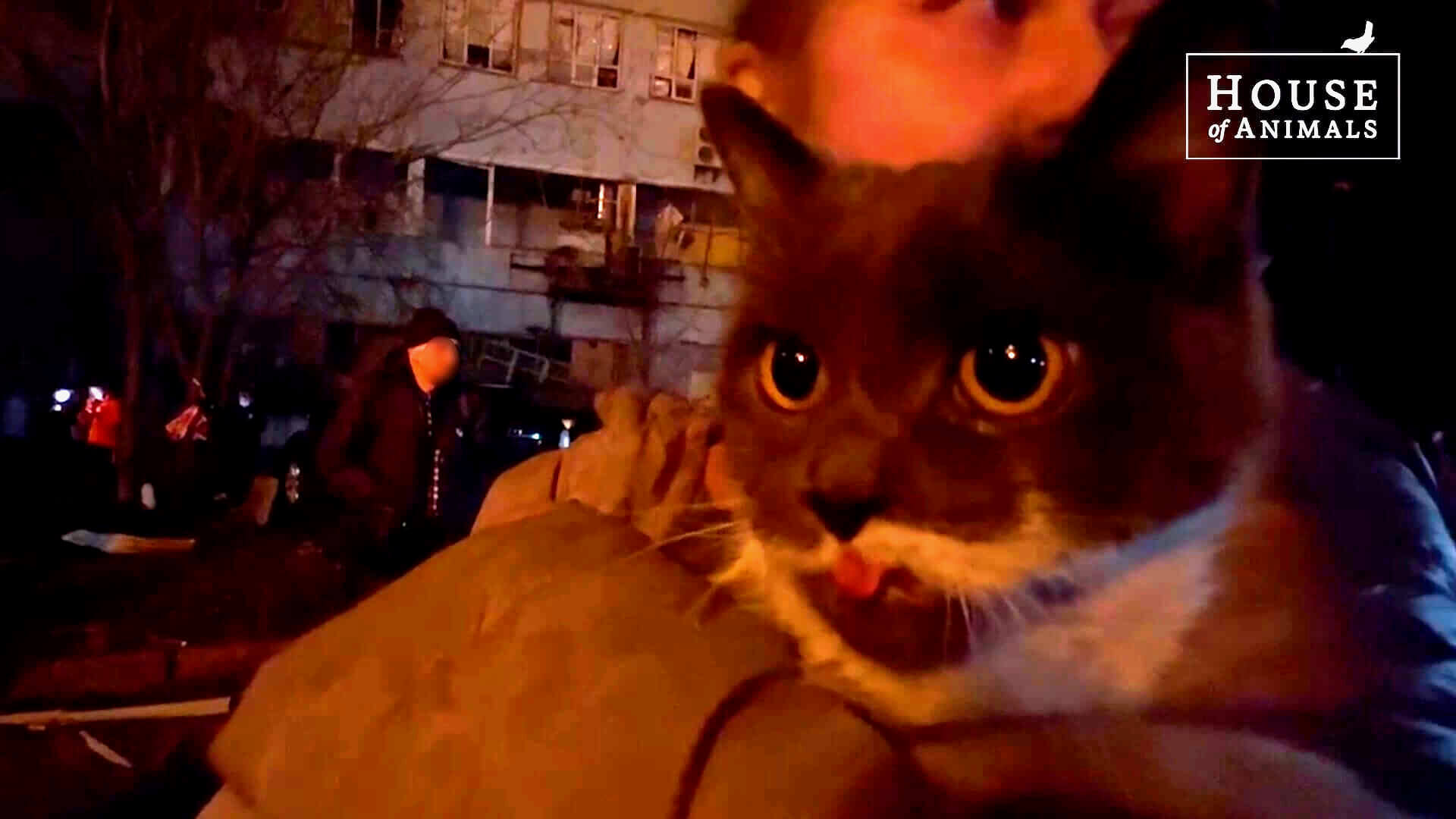 Geredde kat na raketinslag Oekraïne