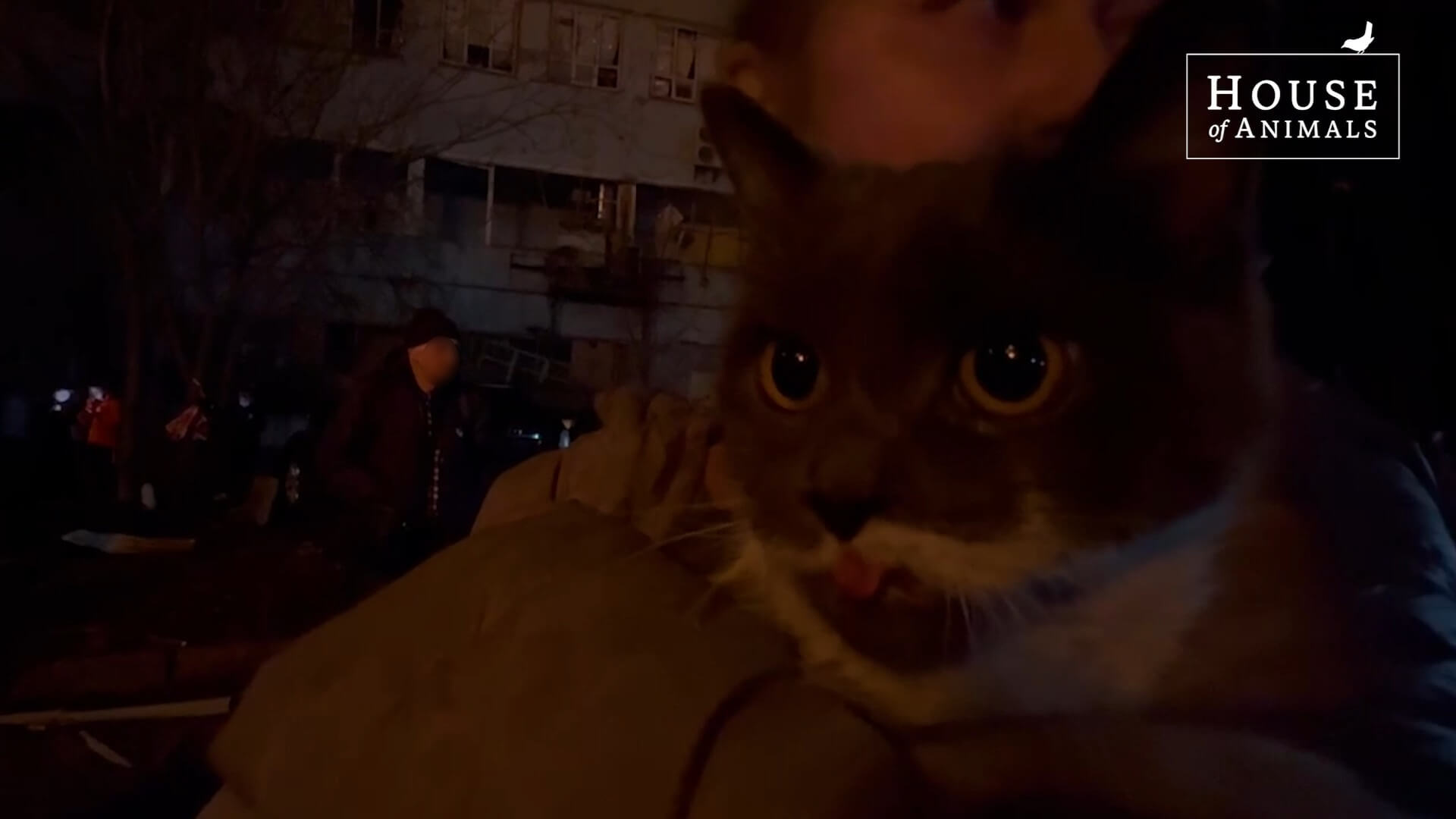 Geredde kat na raketinslag Oekraïne