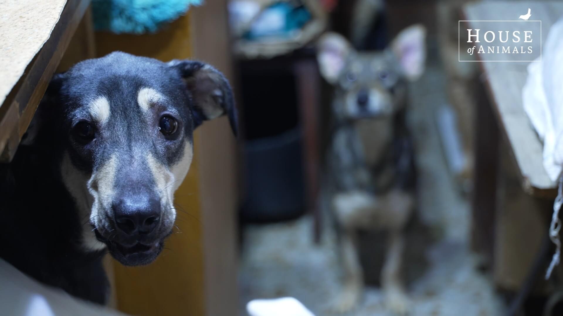 Vier jaar oorlogsdieren redden in Oekraïne