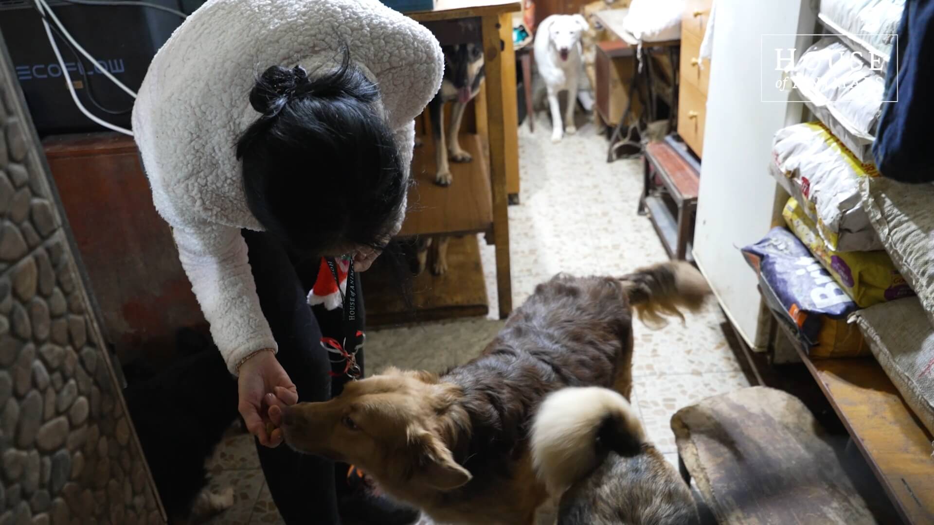 Angel met haar dieren