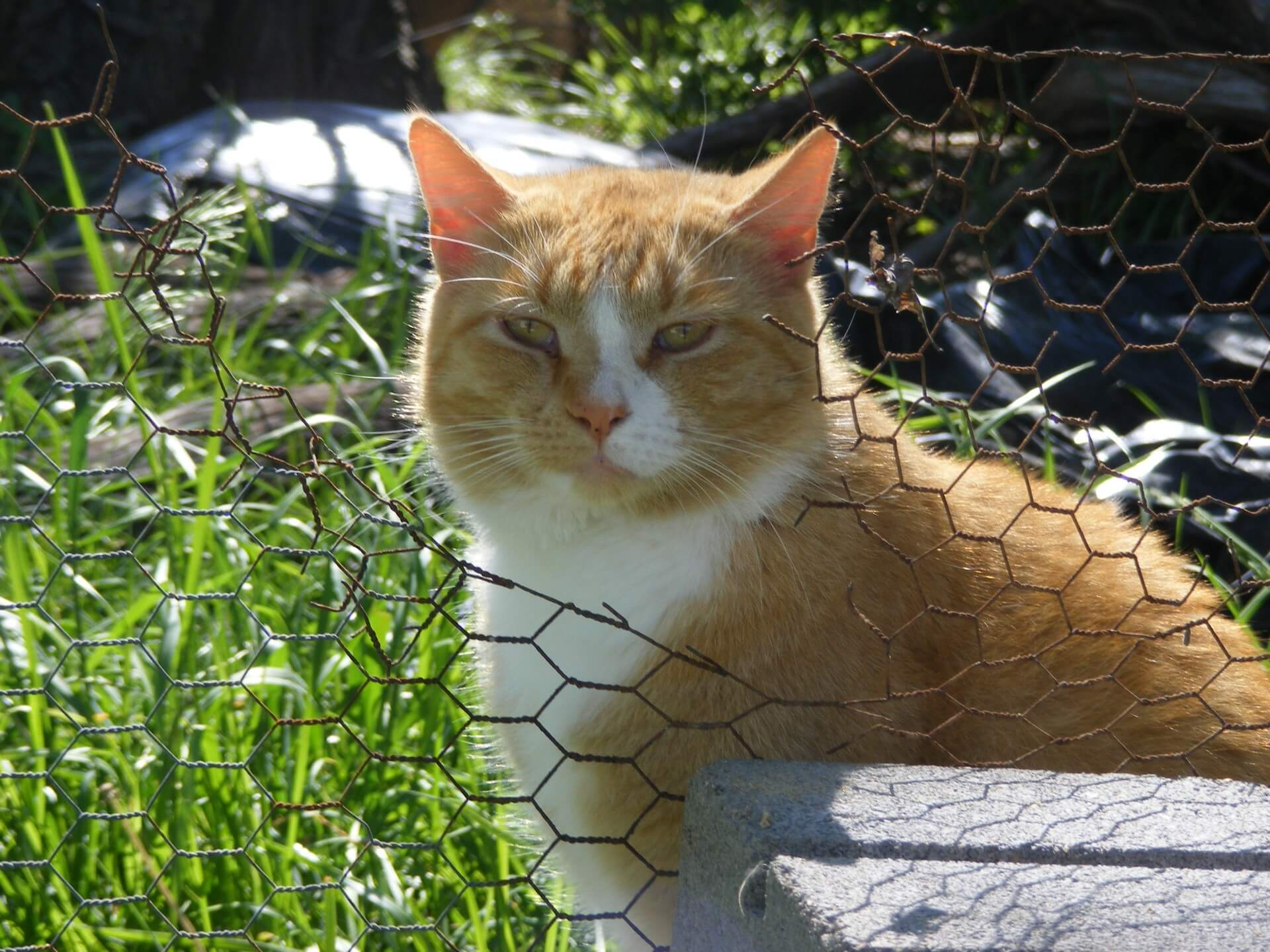 Tweede Kamer stemt over belangrijke dierenkwesties
