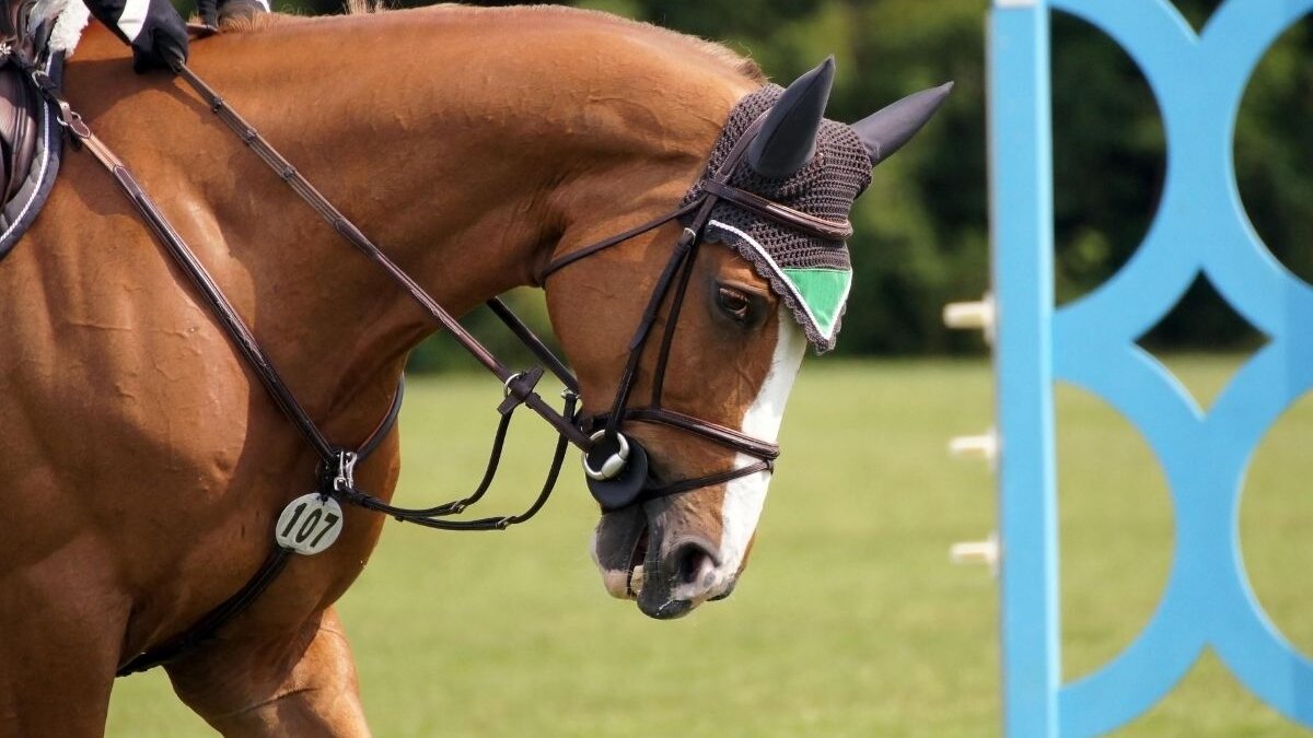 Olympisch kampioene Charlotte Dujardin opnieuw onder vuur (foto is ter illustratie)