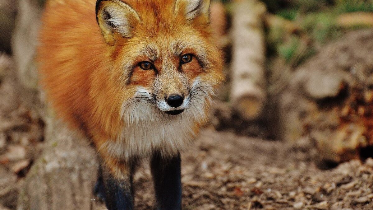 Ombudsman: Europese Commissie negeert Fur Free Europe