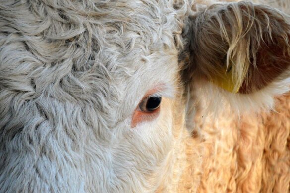 Export van levend vee vanuit Brazilië groeit door