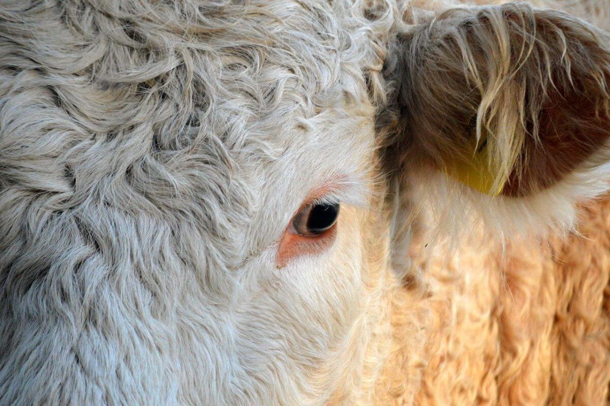 Export van levend vee vanuit Brazilië groeit door