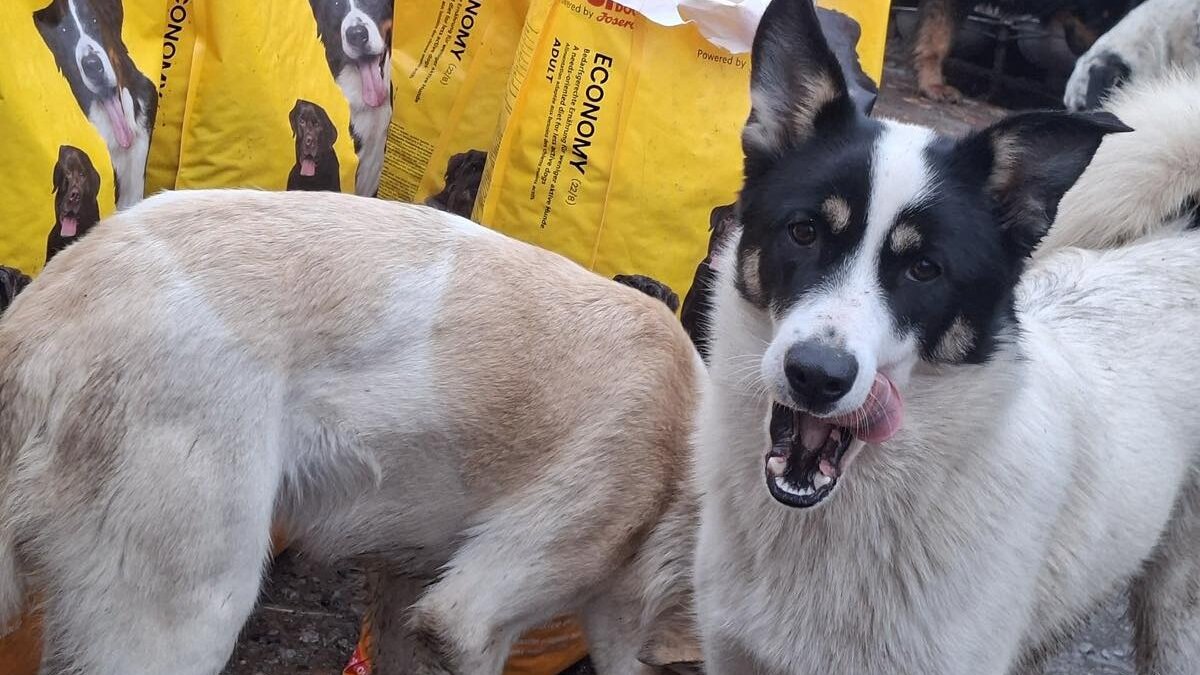 Oorlogsdieren bij Favorite Animals krijgen voer en medicijnen