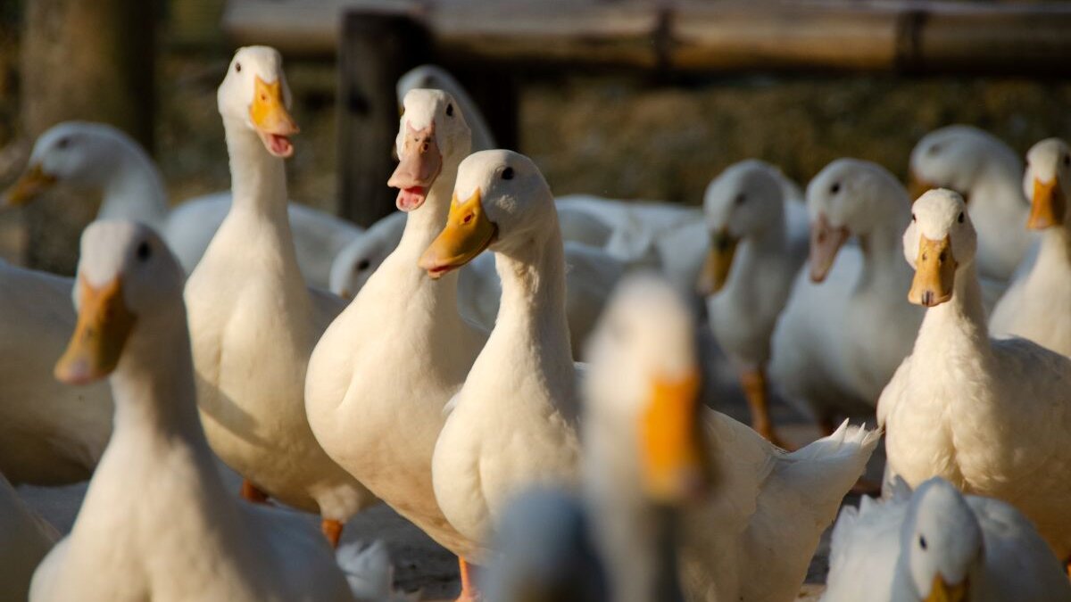 Rechtbank New York bevestigt verbod op foie gras