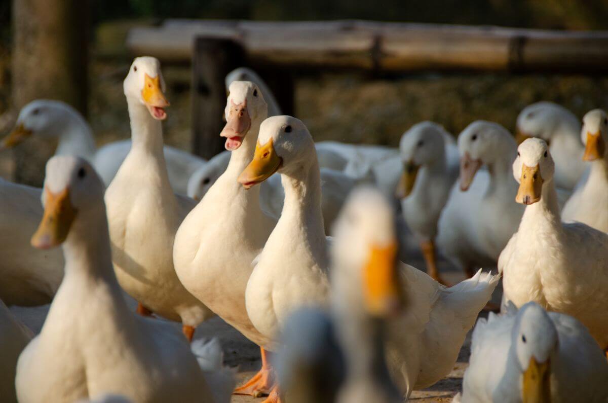 Rechtbank New York bevestigt verbod op foie gras