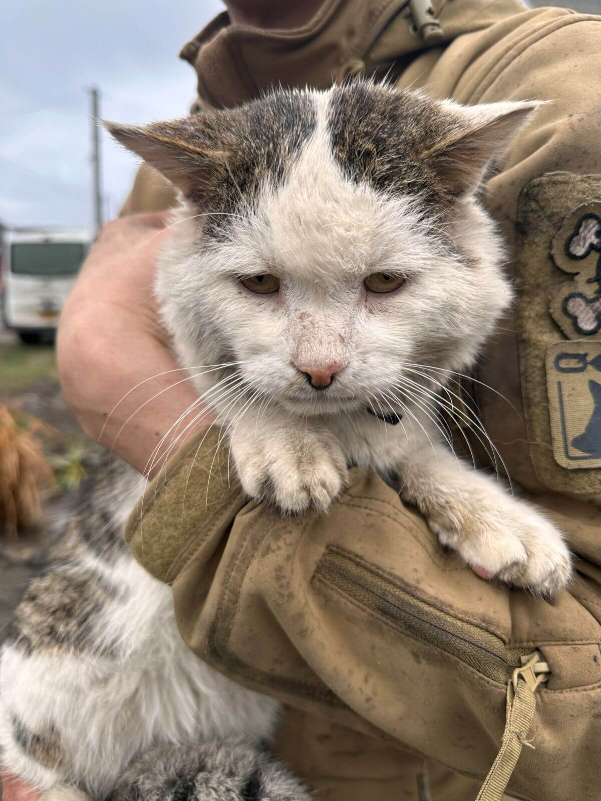 Deze kat werd gered door ARK 