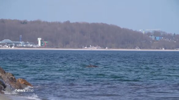 Gestrande bultrug van zandbank in Oostzee bevrijd