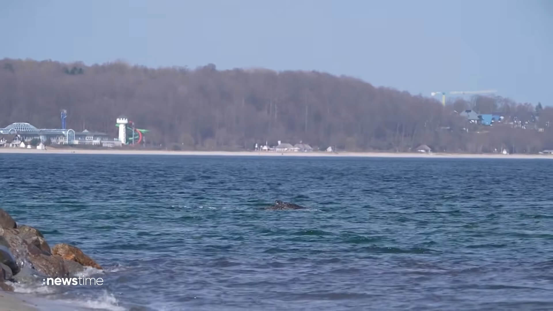 Gestrande bultrug van zandbank in Oostzee bevrijd