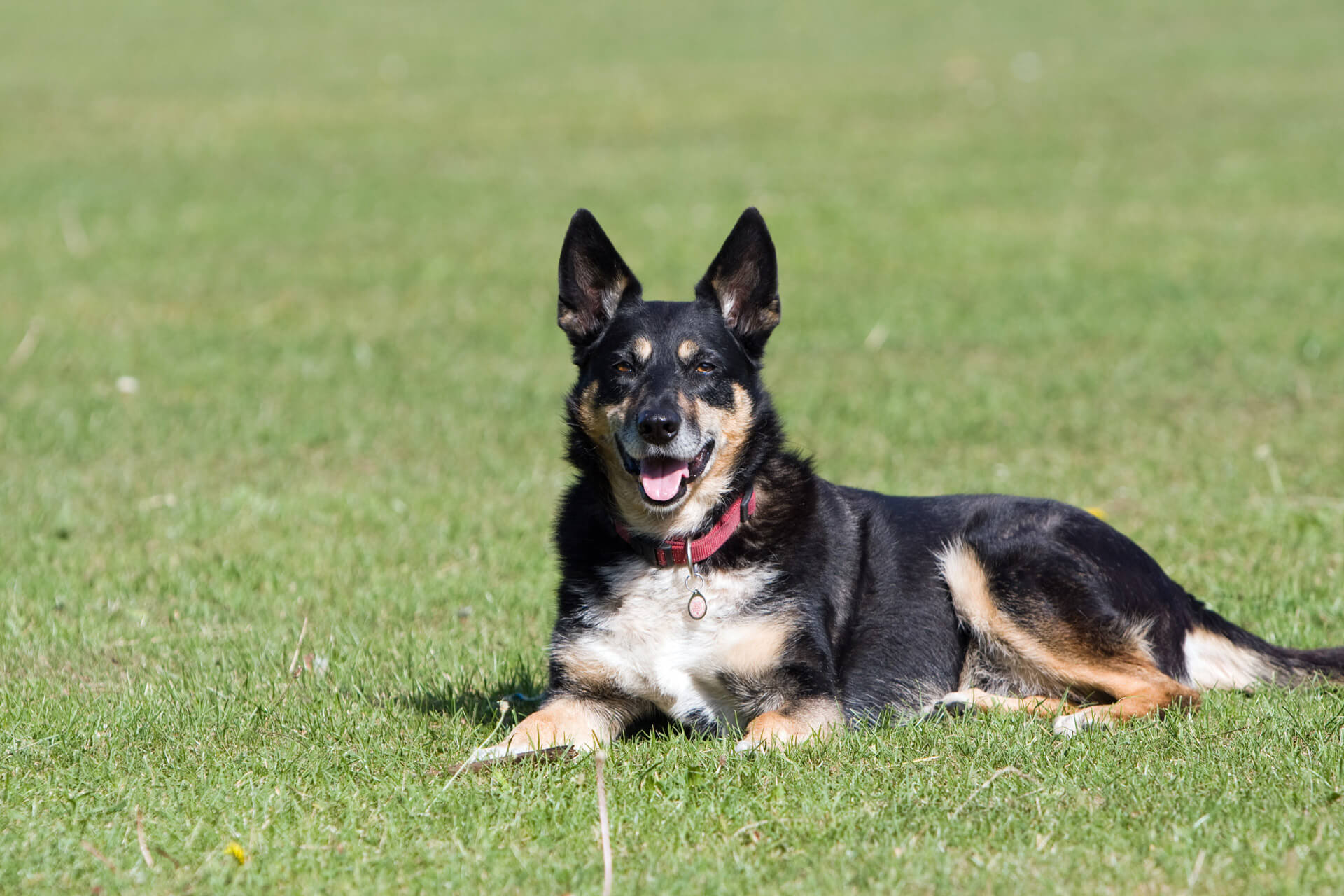 Hond in het zonnige gras