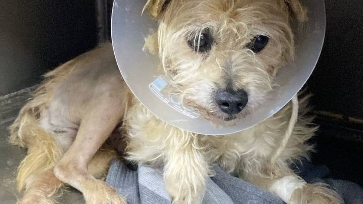 #GNvdD: Hond met kogels in poot gered in Oekraïne