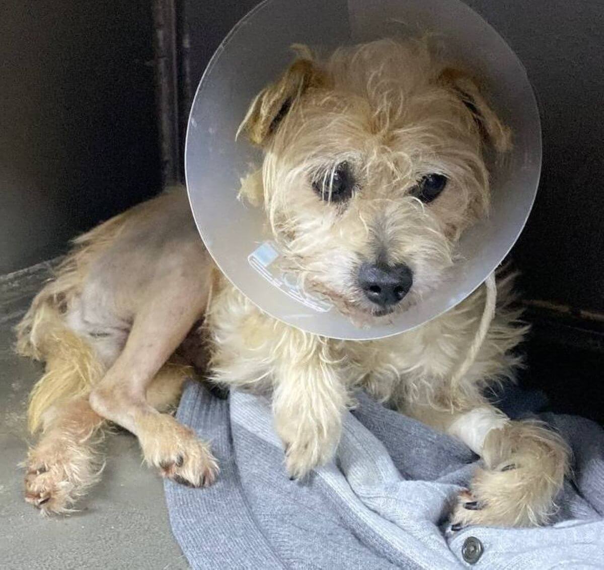 #GNvdD: Hond met kogels in poot gered in Oekraïne