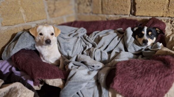 Kapotte wasmachine bij City of Dogs. House of Animals helpt