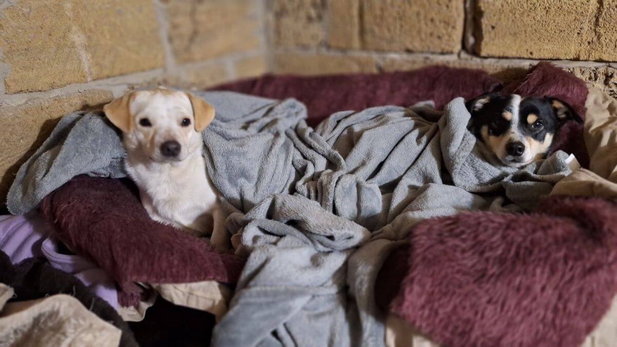 Kapotte wasmachine bij City of Dogs. House of Animals helpt