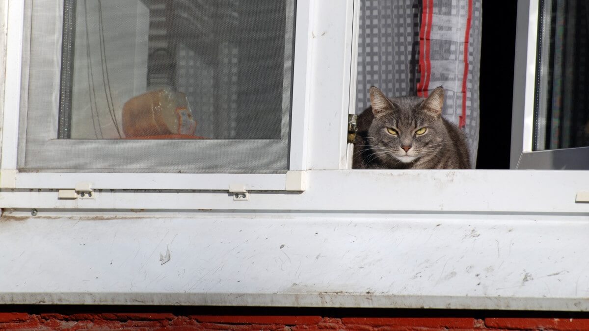 Gemeentelijk dierenwelzijnsbeleid kent grote verschillen