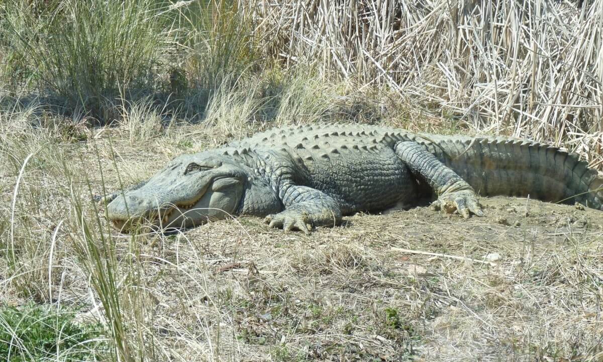 De voordelen van zonnebaden voor dieren