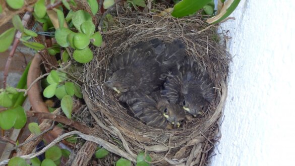 Pas in deze tijd goed op jonge vogels en andere kwetsbare dieren