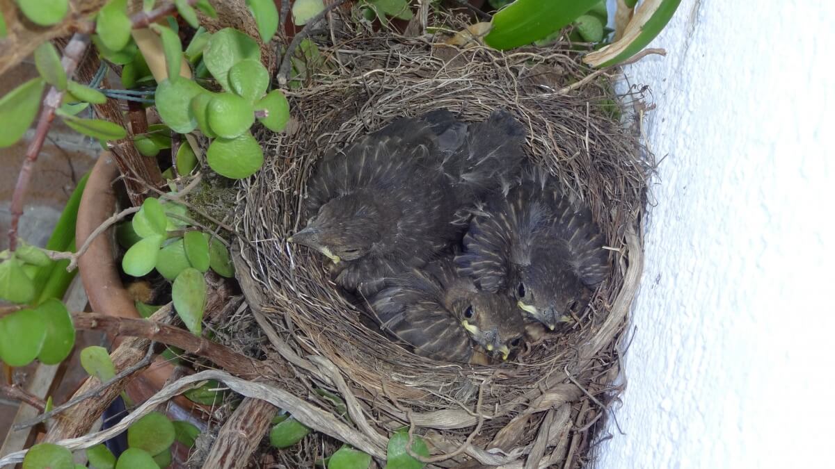 Pas in deze tijd goed op jonge vogels en andere kwetsbare dieren