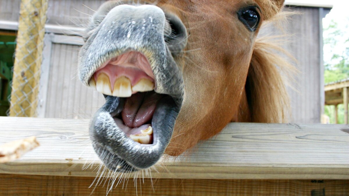 Paarden kunnen zingen en fluiten tegelijk
