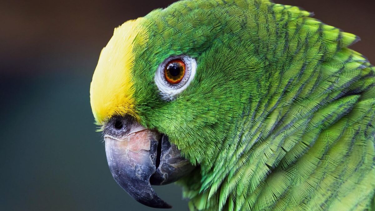 27 papegaaien gered uit illegale dierenhandel Colombia