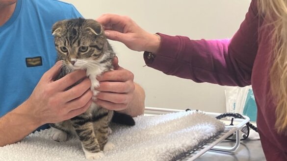 Aangifte tegen Dierenbescherming om euthanasiebeleid Scottish Fold katten