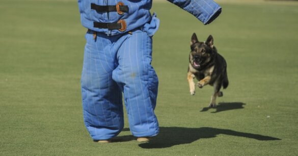 Politiehonden nog steeds getraind met verboden stroomhalsbanden