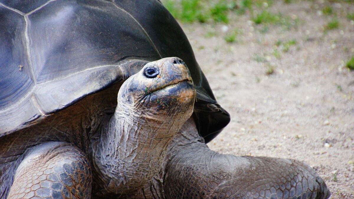 Reuzenschildpadden na 180 jaar terug op Galápagos
