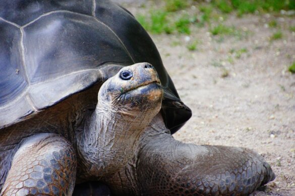 Reuzenschildpadden na 180 jaar terug op Galápagos